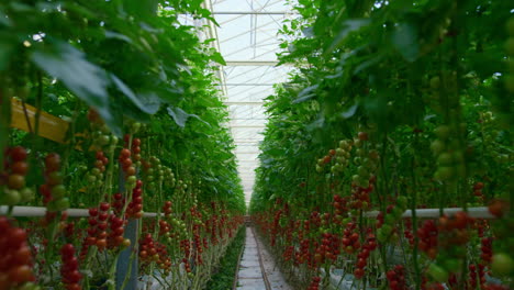 Anbauprozess-Von-Tomatenpflanzen-Auf-Einem-Großen,-Grünen,-Sonnigen-Plantagenkonzept