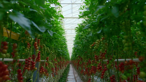 proceso de cultivo de plantas de tomate en el concepto de plantación de gran verde soleado