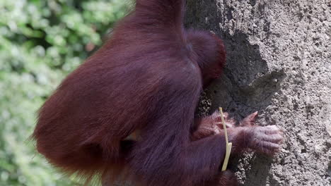 juvenile orang utan feeding on leaves