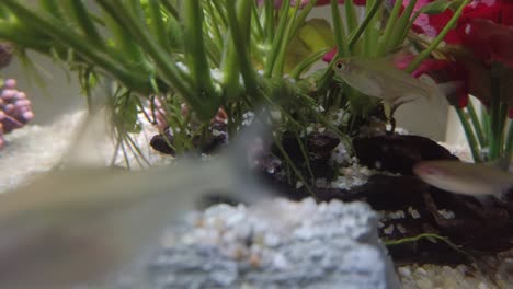 coloridos peces tropicales en el acuario de agua clara con maderas flotantes, gravas, plantas verdes y rojas