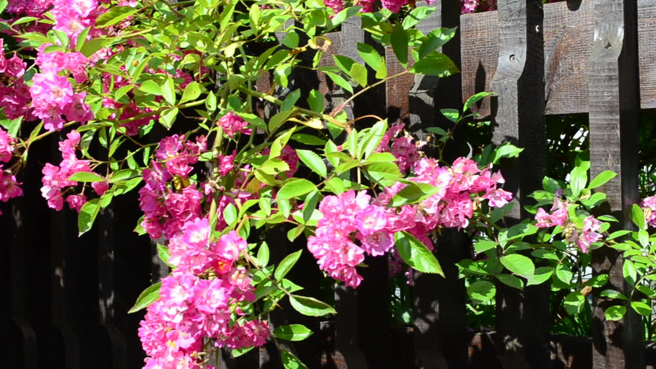 House, flowers and fence. Design of the estate, flowers