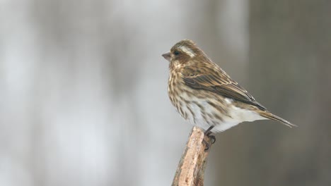 4k house finches on a snowy day