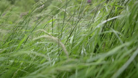 grasses blowing in the wind, slow motion, sony fx30