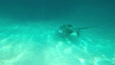 Stingray-swimming-past-in-clear-blue-water