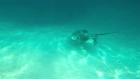 Stachelrochen-Schwimmen-Im-Klaren-Blauen-Wasser-Vorbei