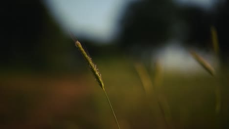 Flor-De-Semilla-De-Cereales-De-Grano-De-Avena-Con-Bokeh-De-Desenfoque-De-Fondo