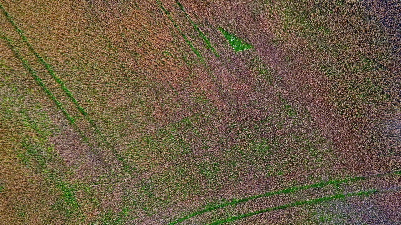 Aerial top view of a farm land waterlogged due to rain with wheel prints of tractor.