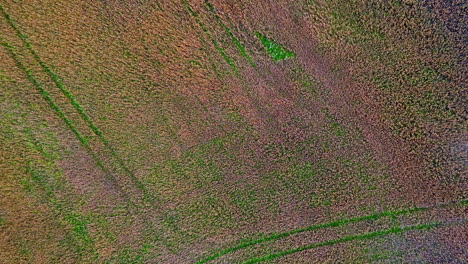 aerial top view of a farm land waterlogged due to rain with wheel prints of tractor.