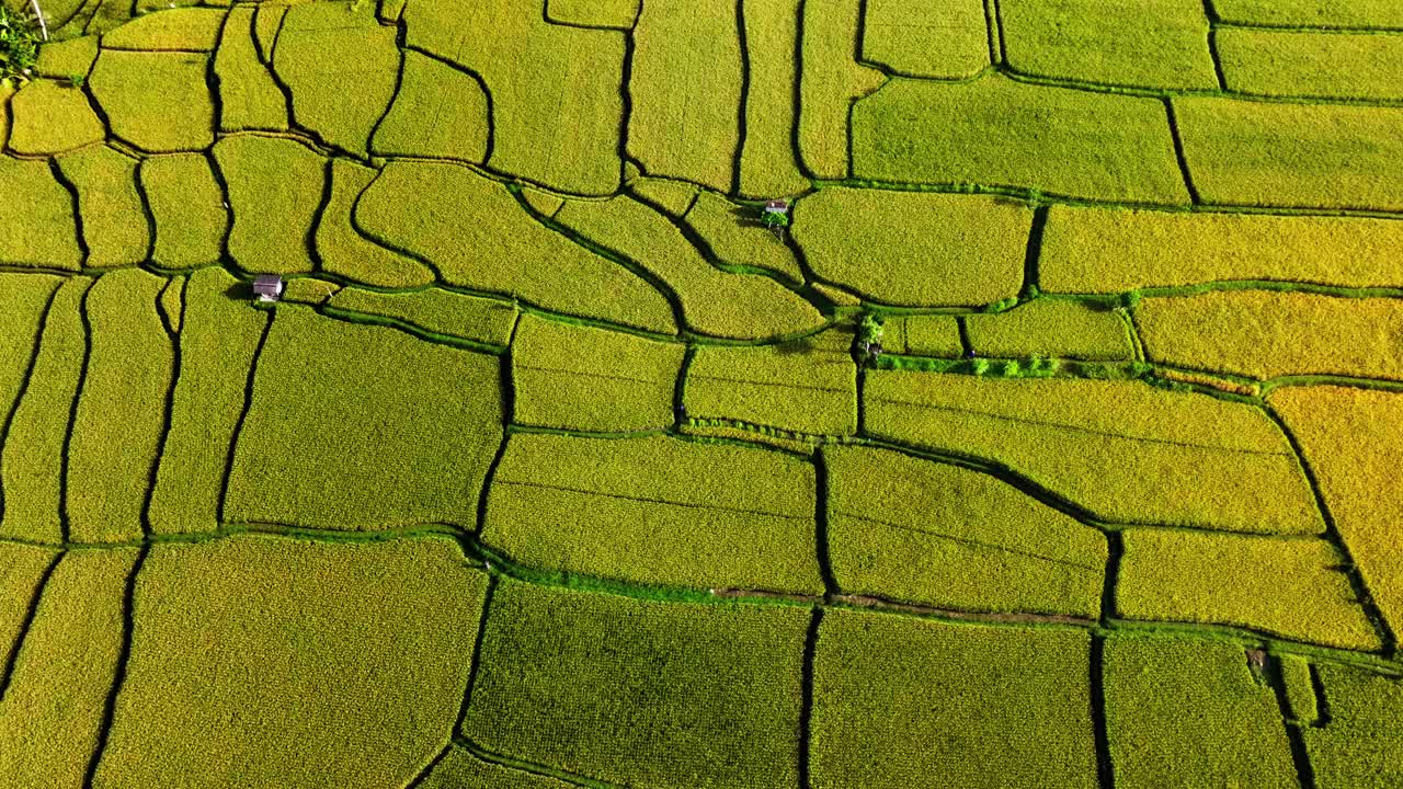 agricultor tradicional que trabaja en el campo de arroz - persona irreconocible