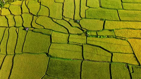 agricultor tradicional que trabaja en el campo de arroz - persona irreconocible