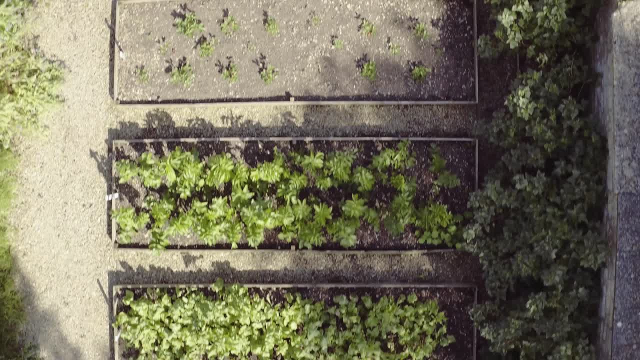 vista aérea de una anciana irreconocible recogiendo verduras frescas de un gran huerto