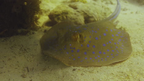 bluespotted stingray in the red sea beside the coral reef