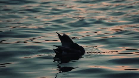 Un-Pato-Doméstico-Solitario-Flotando-Y-Acicalándose-En-El-Lago-Al-Atardecer