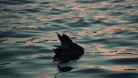 a lone domestic duck floating and preening on the lake at sunset