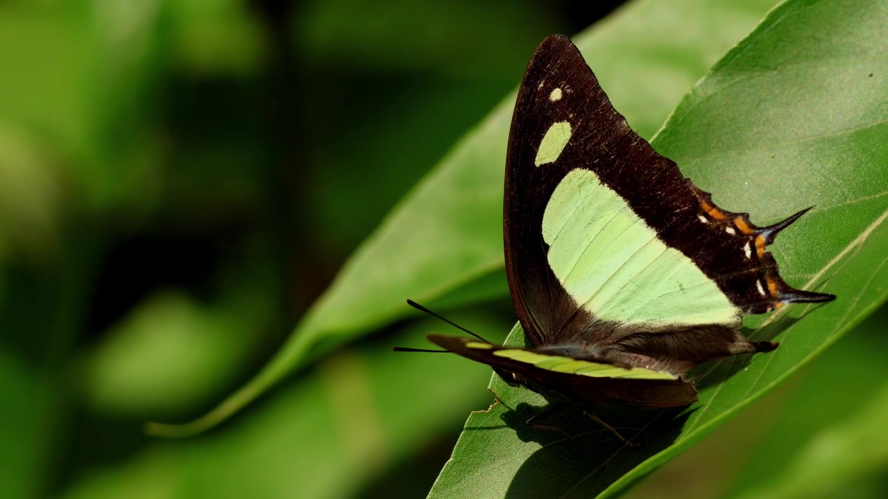 Filmato ravvicinato di una farfalla Nawab indiana (Charaxes bharata) che dispiega con grazia le sue ali mentre si posa su una fresca foglia verde durante la stagione dei monsoni nell'Himachal Pradesh, India.