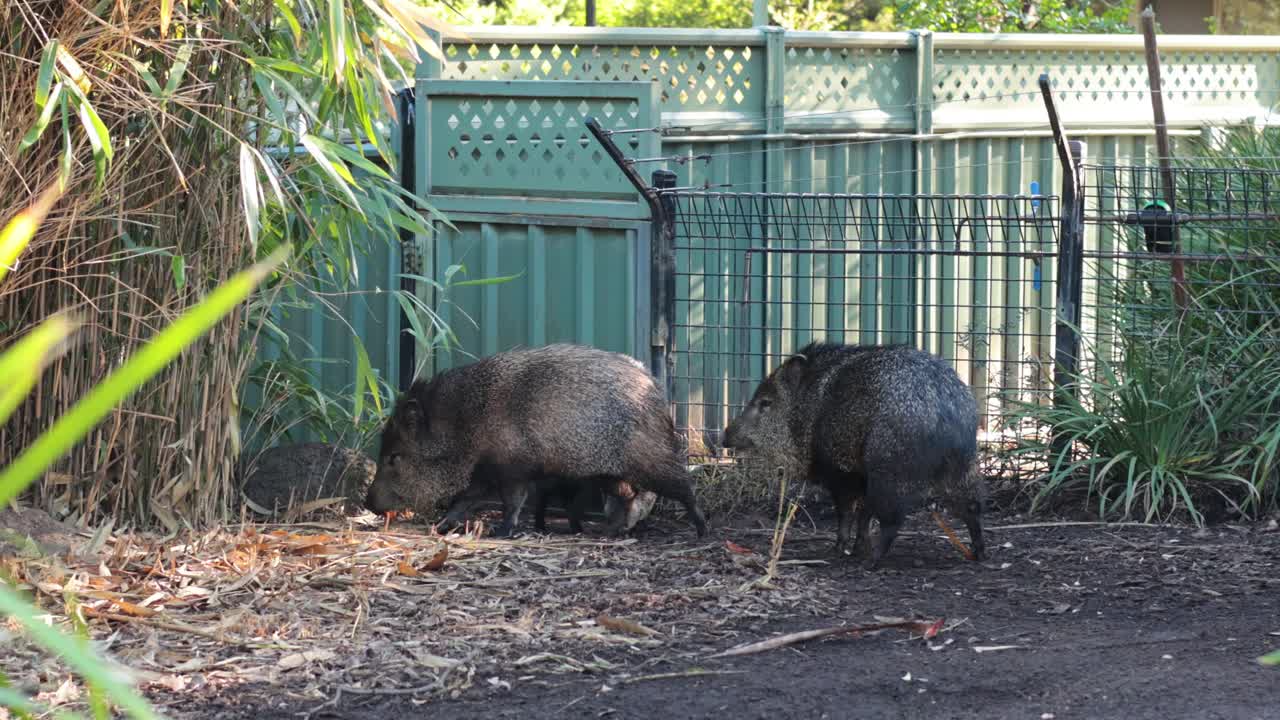 두 마리의 돼지가 동물원 안에서 탐험과 먹이를 찾고 있습니다.