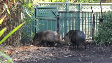 dos jabalíes explorando y buscando alimento en el recinto del zoológico