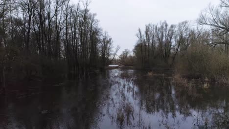 Drone-shot-over-swamp-like-water-with-trees-and-reed