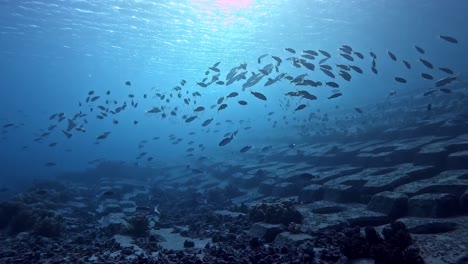 Silhouetted-School-Of-Fish-Swimming-In-Tropical-Waters---Underwater-shot