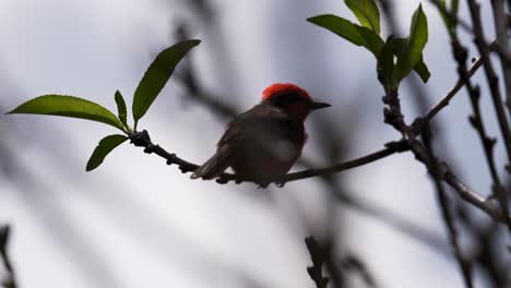 vermilion flycatcher perched on tree branch in open field