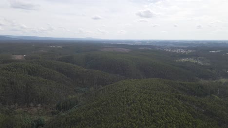 Vista-Aérea-De-Una-Plantación-De-Eucalipto-En-La-Cima-De-Una-Colina-Para-La-Industria-Del-Papel