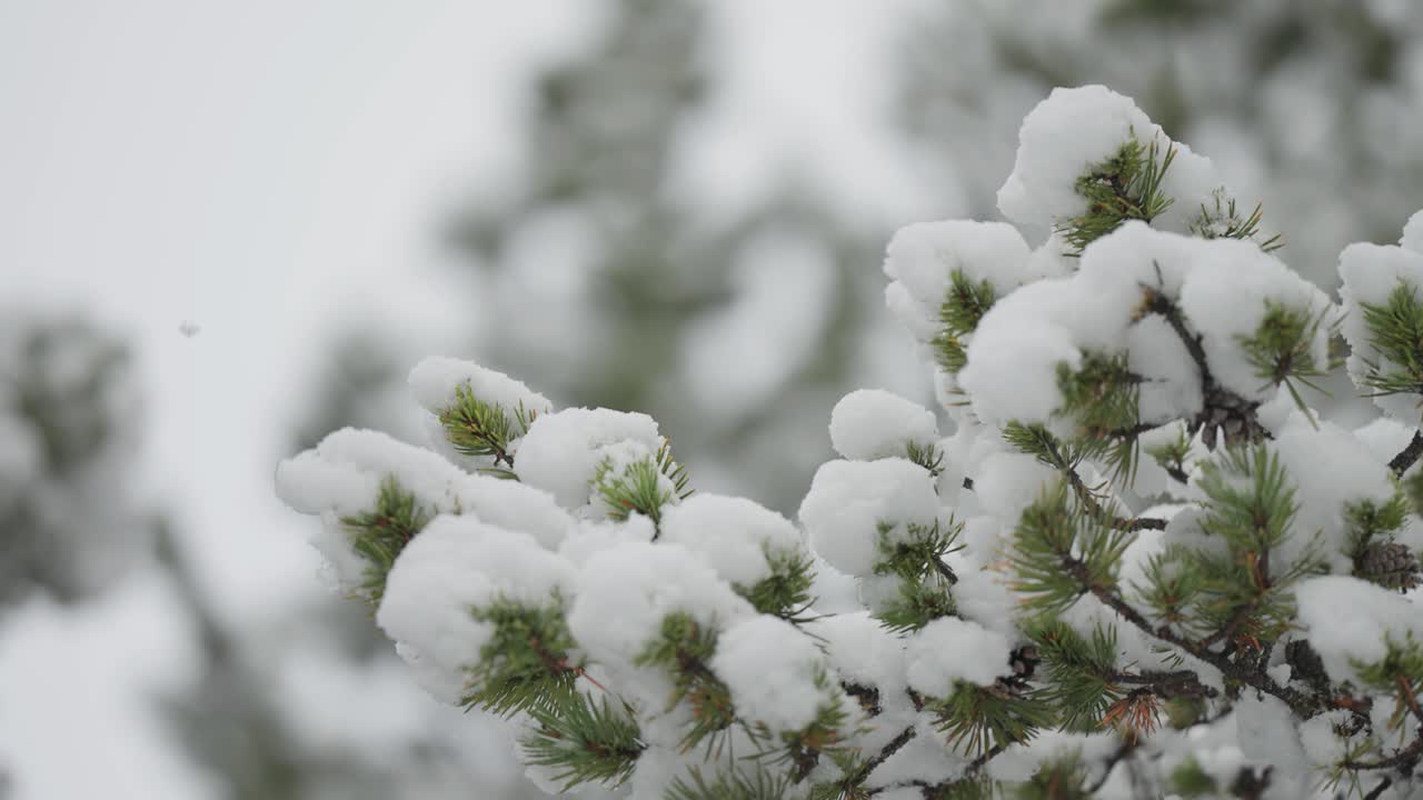 Un primo piano cattura la prima leggera nevicata che copre lentamente i rami di un pino