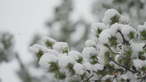 Eine-Nahaufnahme-Fängt-Den-Leichten-Ersten-Schneefall-Ein,-Der-Langsam-Die-Zweige-Einer-Kiefer-Bedeckt