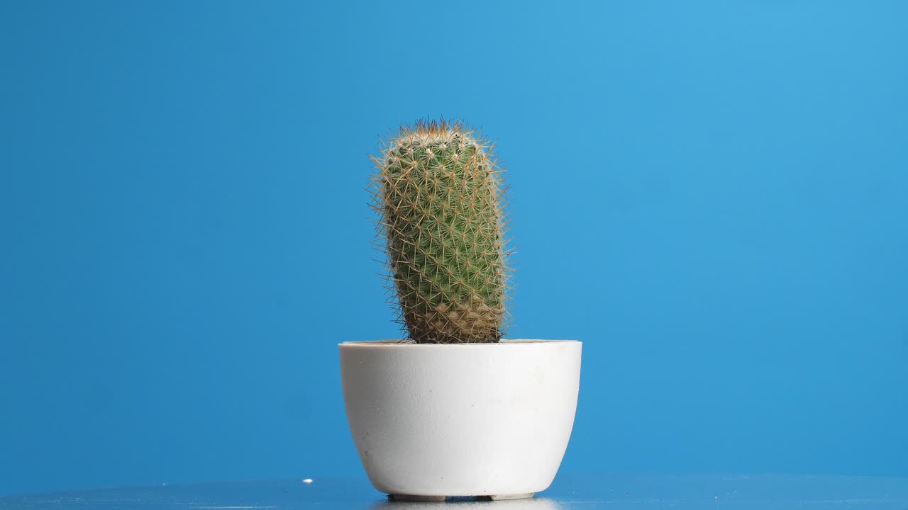Cactus 'Vecchia Signora' che ruota su se stesso su sfondo blu