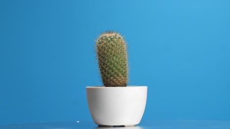 vieja planta de cactus girando a su alrededor en el fondo de la pantalla azul