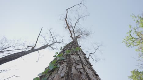 árbol-Gigante-En-La-Selva