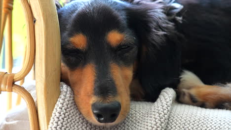 dark dachshund sausage dog. slowly blinking sleepily