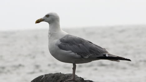 Eine-Möwe-Sitzt-Auf-Einem-Felsen-Mit-Den-Wellen-Des-Ozeans-Im-Hintergrund