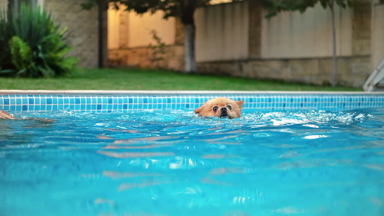 Pomeranian spitz dog swimming in a pool. Hot weather