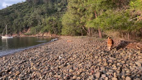 turkey,a beautiful golden retriever is walking on a deserted pebble beach lined with a pine forest.a sailboat on a calm sea stern to the land. dog walks towards to the camera slowly, such a calm day