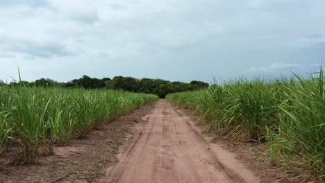 Dolly-in-aerial-drone-shot-flying-down-a-small-sand-dirt-road-surrounded-by-fields-of-tropical-green-sugar-cane-growing-in-Tibau-do-Sul,-Rio-Grande-do-Norte,-Brazil-on-a-rainy-overcast-summer-day