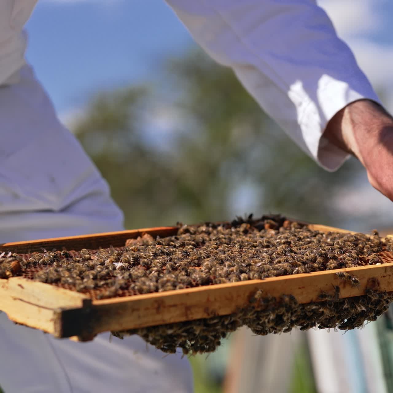 Male hands hold the frame totally covered with bee brood. Man tries to separate bee queen and put into tiny cage. Close up
