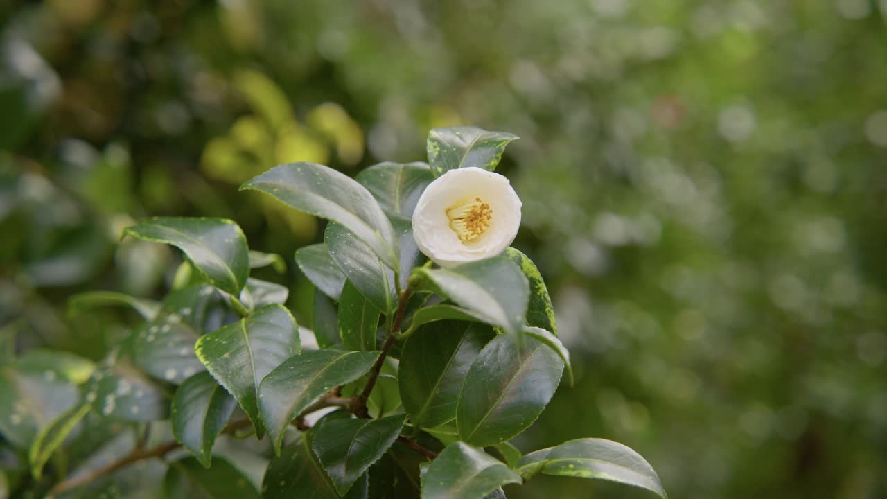A vibrant camellia in full bloom with soft petals and rich details. Captured in 4K slow motion, this shot showcases the elegance of nature and botanical beauty.