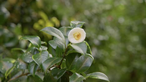 a vibrant camellia in full bloom with soft petals and rich details. captured in 4k slow motion, this shot showcases the elegance of nature and botanical beauty.
