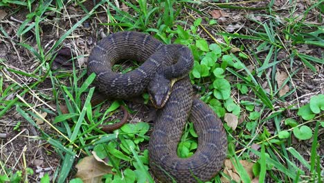 video estático de una serpiente de agua de vientre llano en la hierba