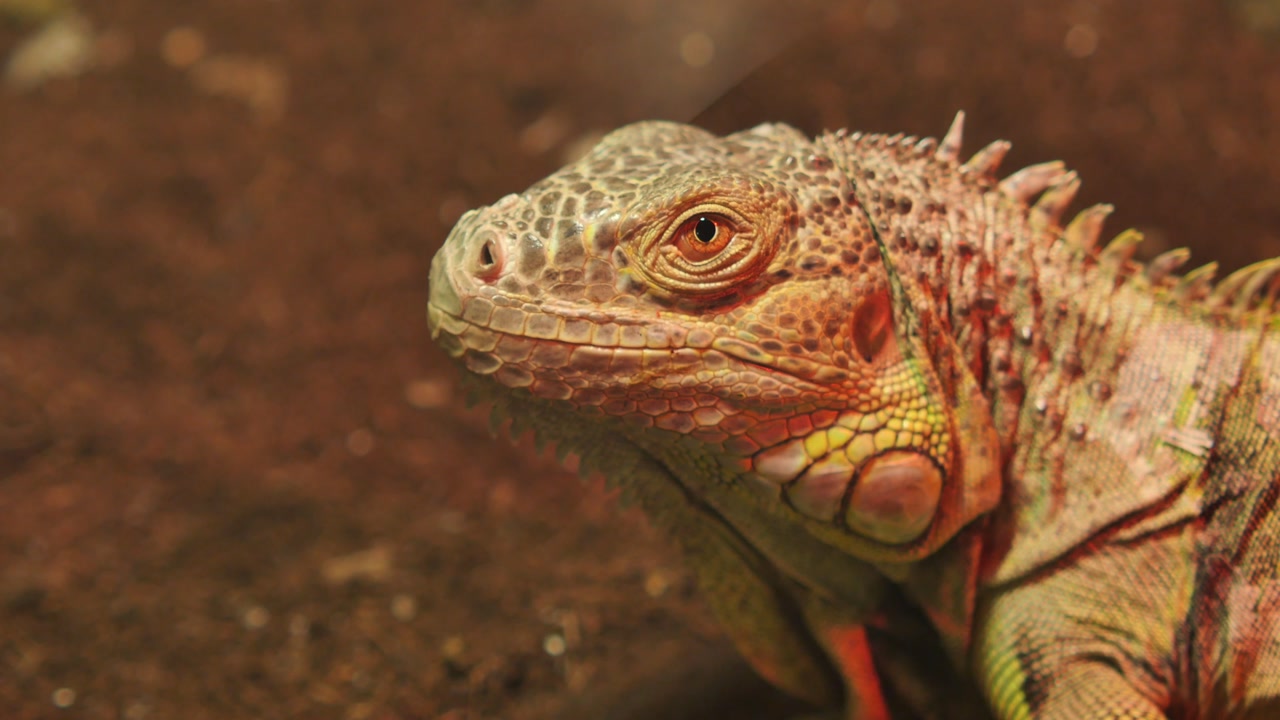 Detailed Close-up of a Green Iguana's Head and Eye