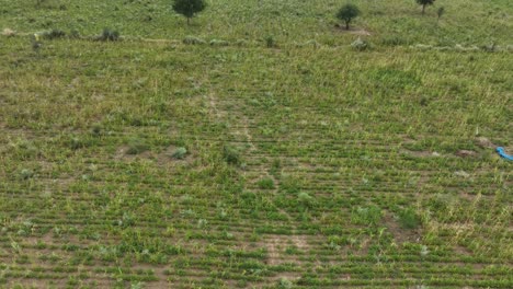 Incline-Imágenes-De-Drones-Del-Campo-De-Mijo-En-Tharparkar-En-Un-Día-Soleado-Azul-Claro-Con-Cielos-Despejados.