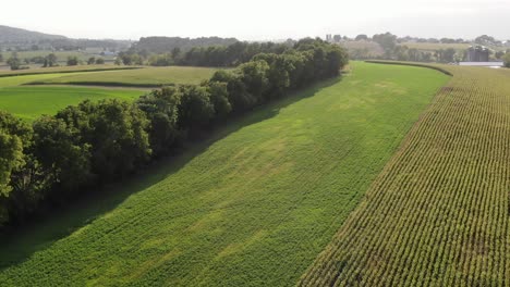 aerial of alfalfa and corn fields, curve during dramatic summer light