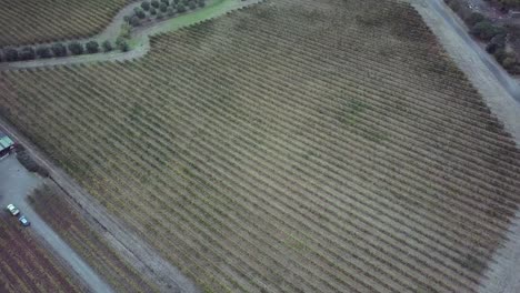 Antena-De-Drones-De-Las-Tierras-De-Cultivo-De-La-Bodega-Del-Valle-De-Barossa-Con-Viñedos-En-Crecimiento-En-Adelaide,-Sur-De-Australia