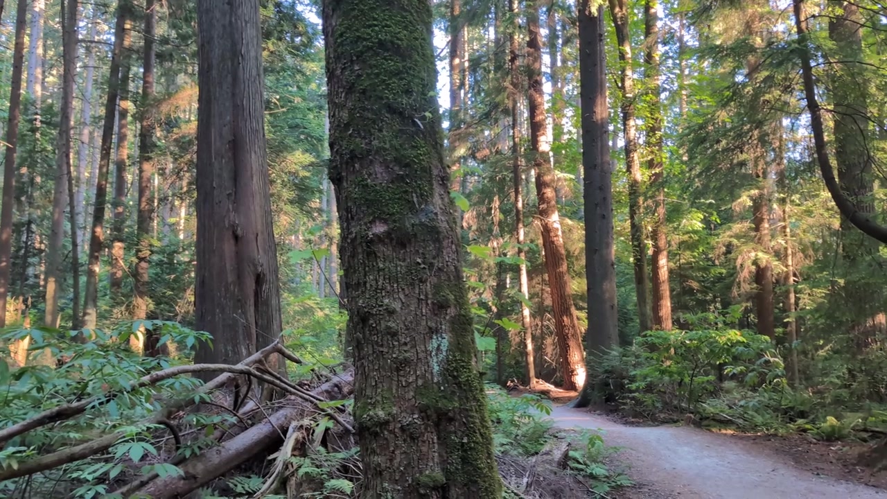 Grandes árvores em uma floresta canadense, trilha no Noroeste do Pacífico, panorâmica à direita