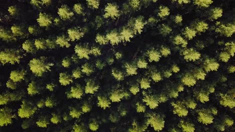 eucalyptus plantation, drone, aerial view, general plan, bird's eye