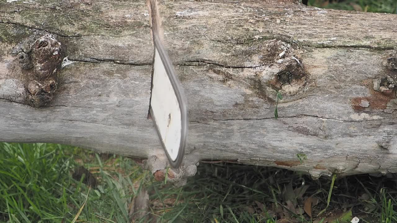 Close Up of a Saw Cutting Through a Tree Trunk