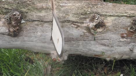 close up of a saw cutting through a tree trunk