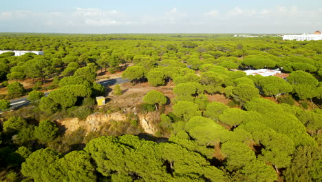 El-Rompido-Pinienwald---Luftaufnahme-Mit-Horizont-Tagsüber