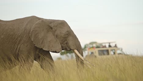slow motion shot of elephant walking with 4x4 jeep safari vehicle in background with tourists safari tourism african wildlife in maasai mara national reserve, kenya, africa animals