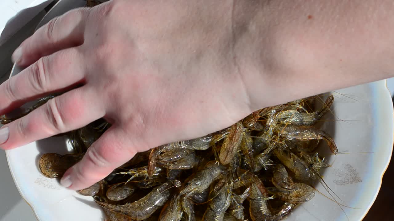 Fresh shrimp. Live shrimp